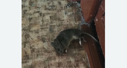 Дезинфекция от мышей в Плавске