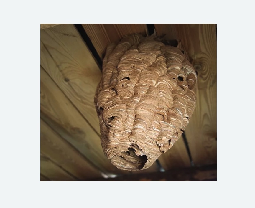 обработка от шершней в Плавске