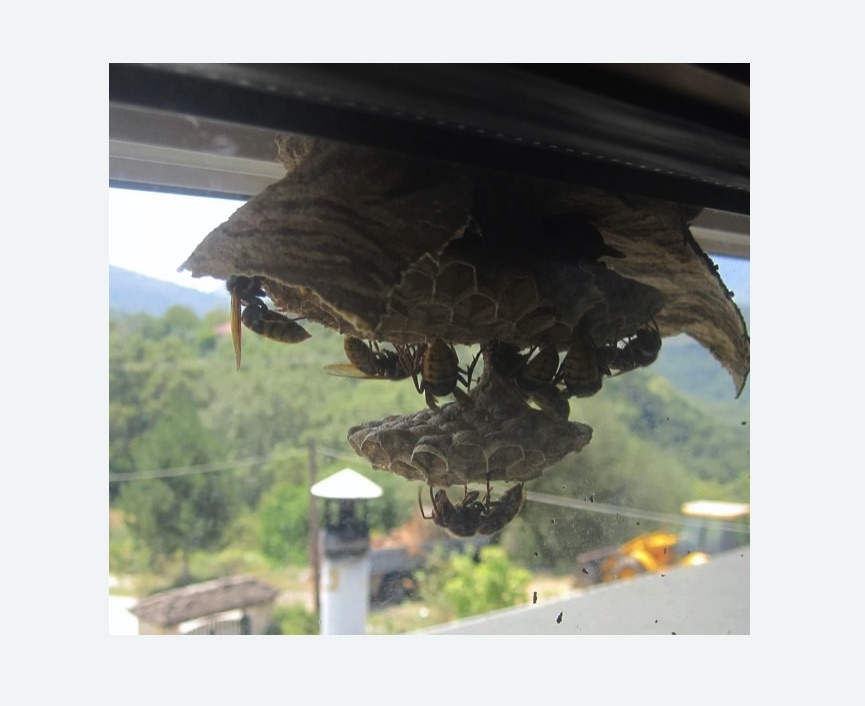 Уничтожение гнёзд шершней в Плавске