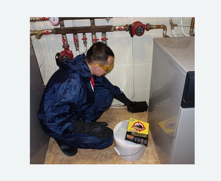 Уничтожение крыс в Плавске