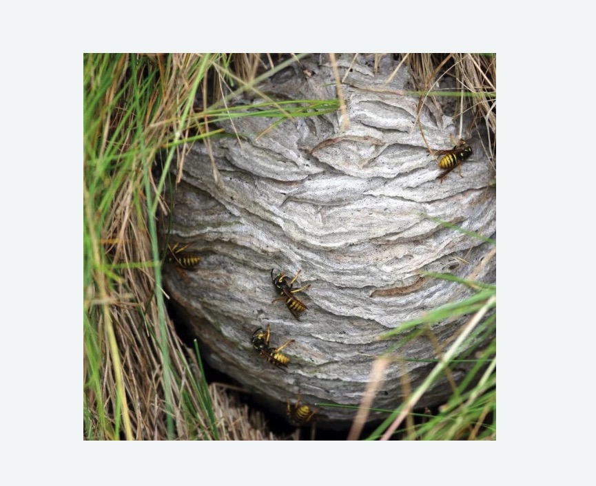 Уничтожение ос и ульев в Плавске